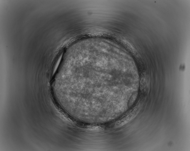 X0000098000454200804211136