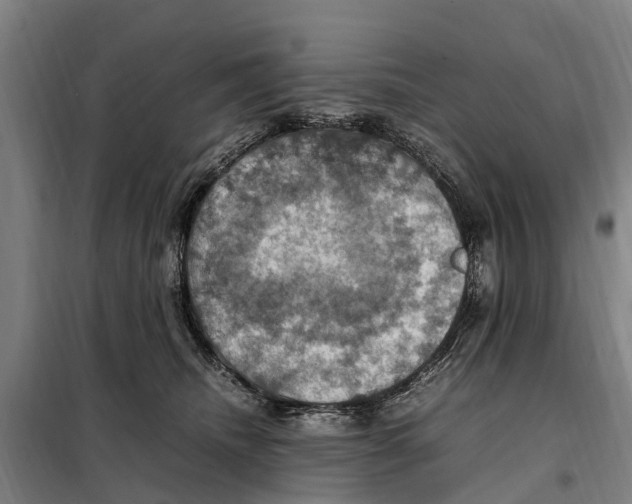 X0000098000468200804211136