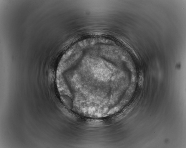 X0000098000476200804211136