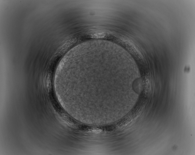 X0000098000598200804211133