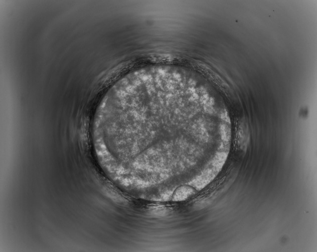X0000098000616200804211133