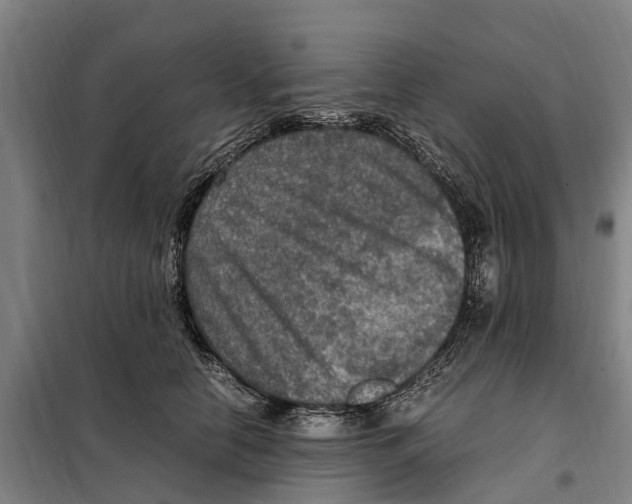 X0000098000658200804211132