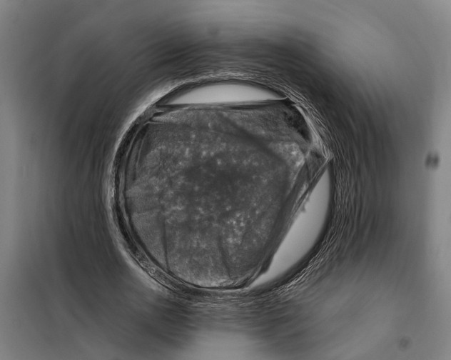 X0000098000726200804211130