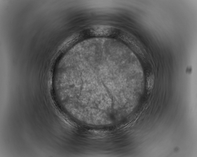 X0000098000733200804211130