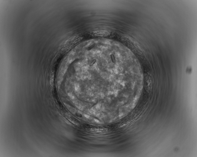 X0000098000745200804211131