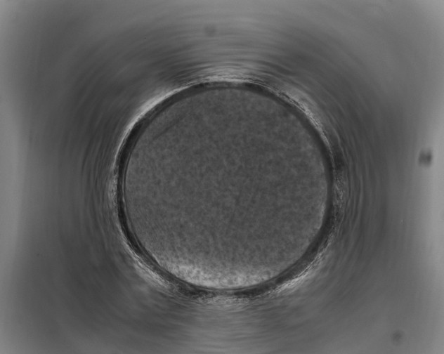 X0000098000779200804211130