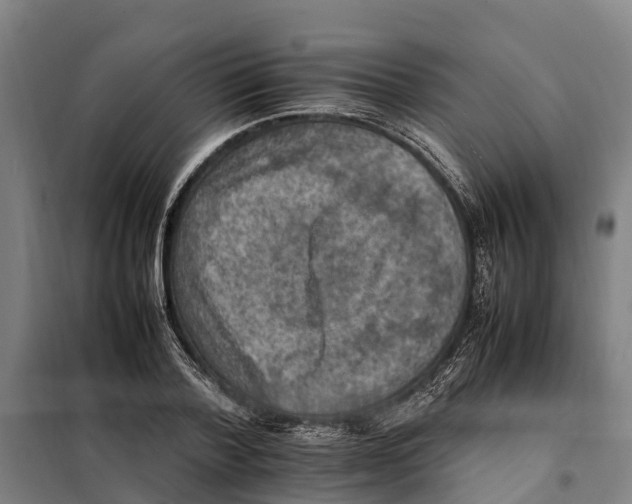 X0000098000788200804211130