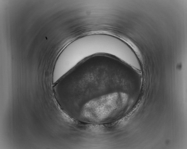 X0000098000809200804211129