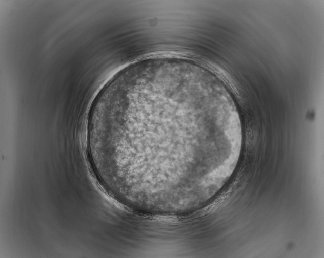X0000098000844200804211129