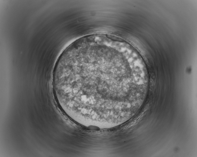 X0000098000948200804211127