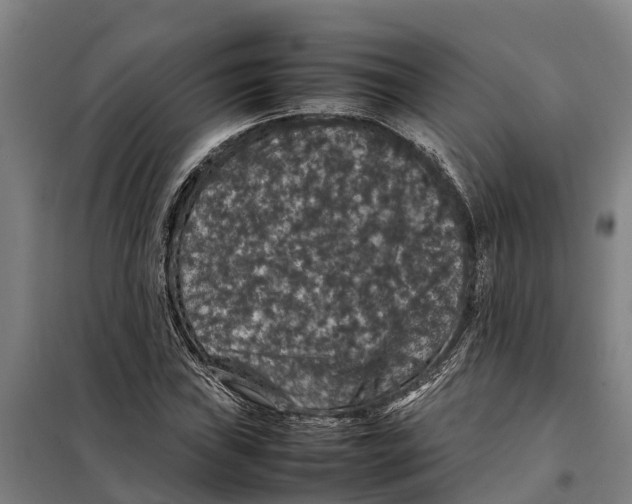 X0000098001019200804211125