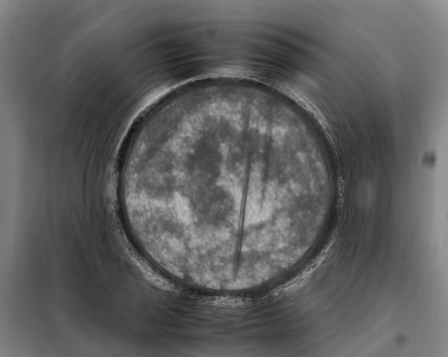 X0000098001029200804211125
