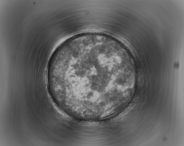 X0000098001030200804211125