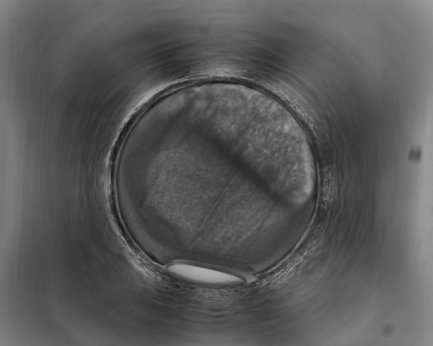 X0000098001031200804211125