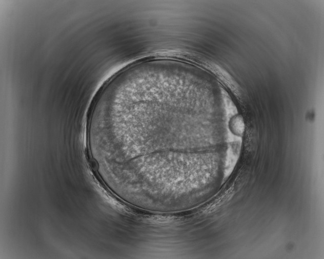 X0000098001036200804211125