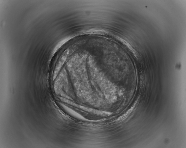 X0000098001066200804211125