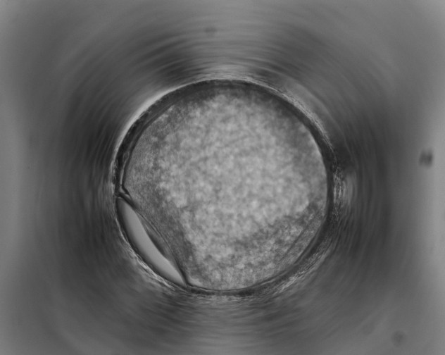 X0000098001068200804211125