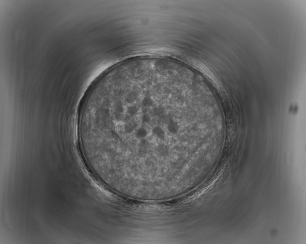X0000098001079200804211125