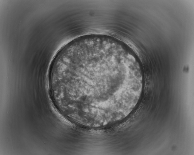 X0000098001080200804211125