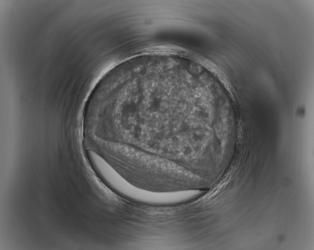 X0000098001083200804211125