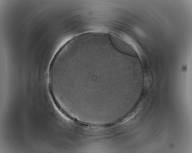 X0000098001095200804211124