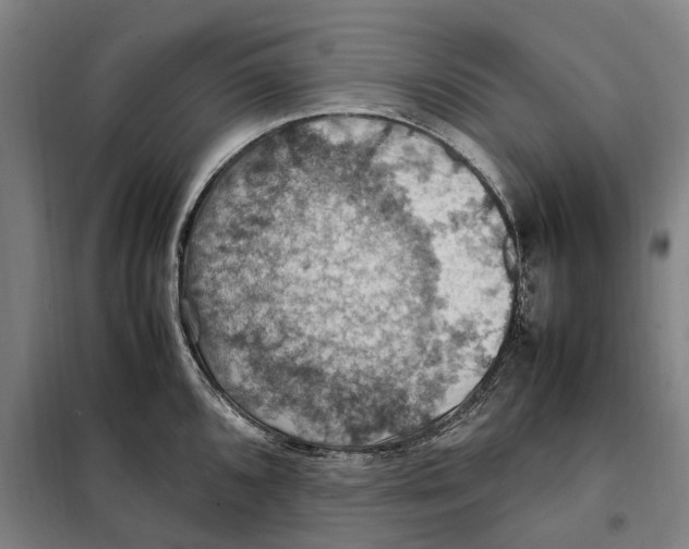 X0000098001096200804211124