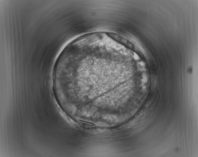 X0000098001148200804211124