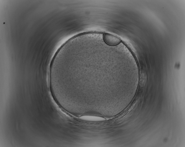 X0000098001295200804211121