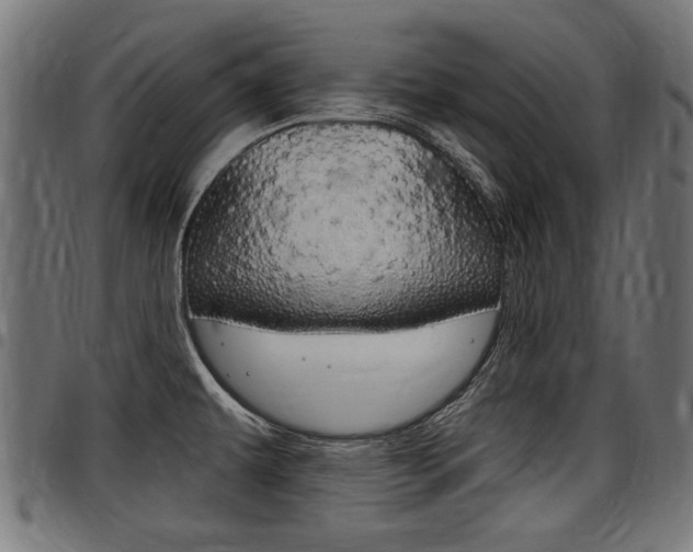X0000098011479200803280719