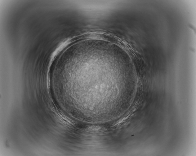 X0000098010294200803281318