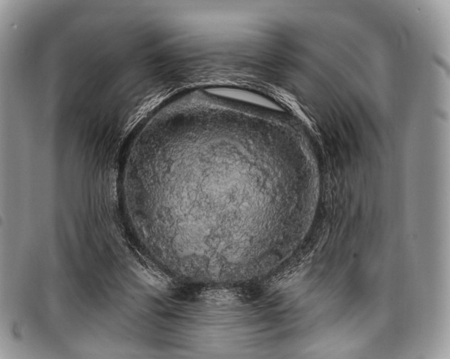 X0000098010299200803281318