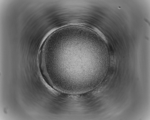 X0000098010955200803281309