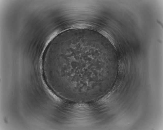 X0000098011083200803281307