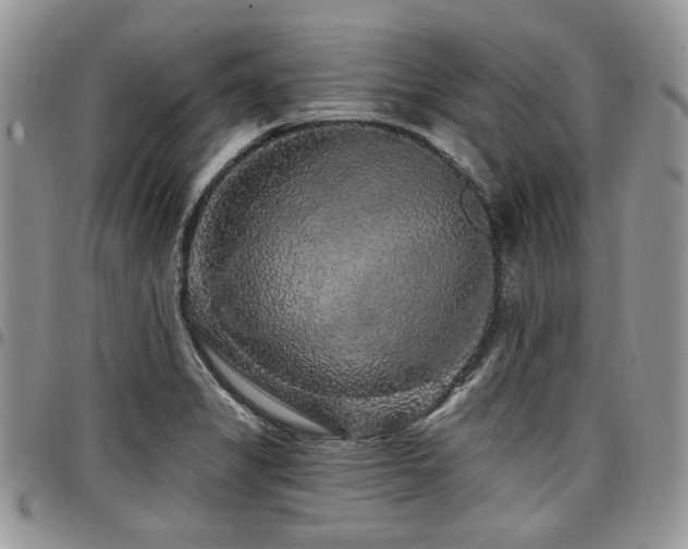 X0000098011325200803281303