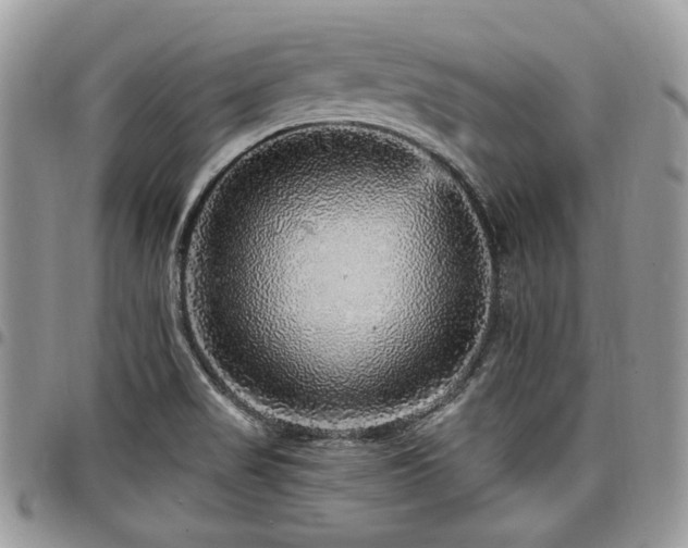 X0000098011517200803281301