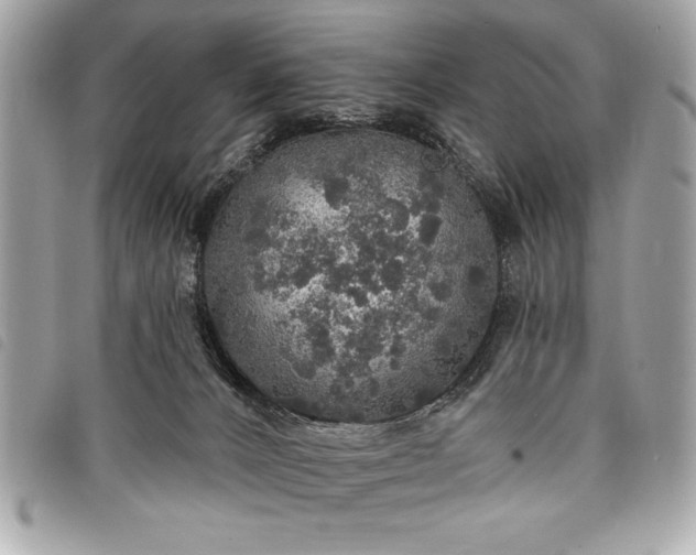 X0000098010032200804071339