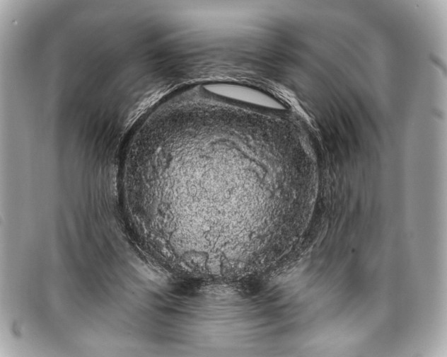 X0000098010299200804071335