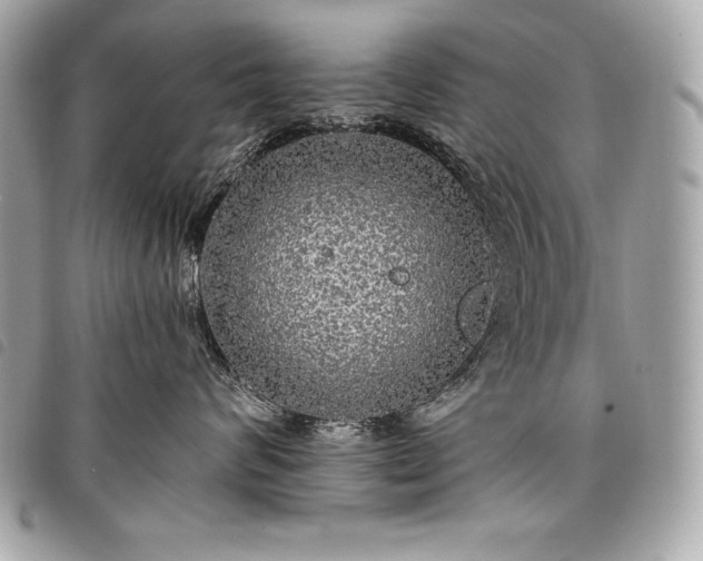 X0000098010624200804071329