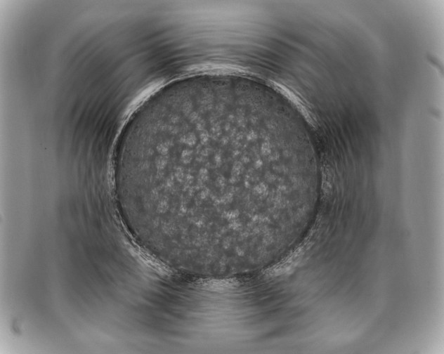 X0000098011074200804071322