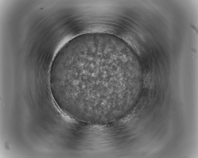 X0000098011086200804071322