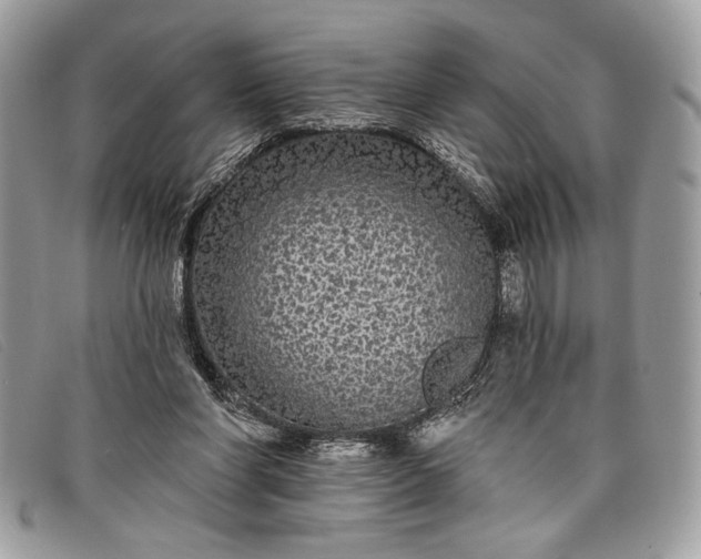 X0000098010206200804111241