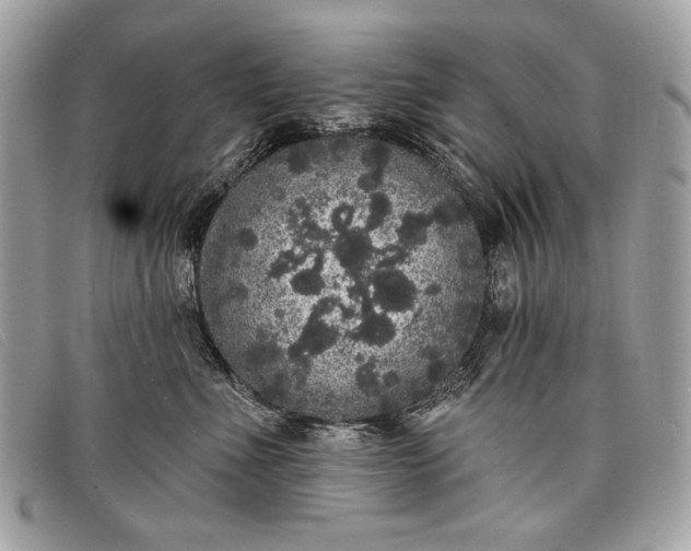 X0000098010523200804111236