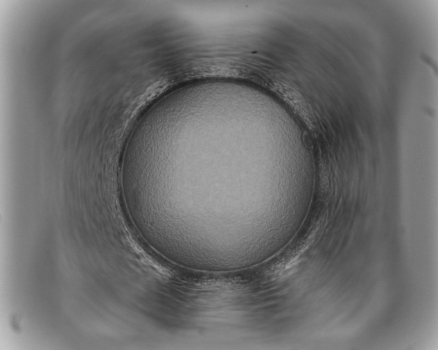 X0000098010625200804111233