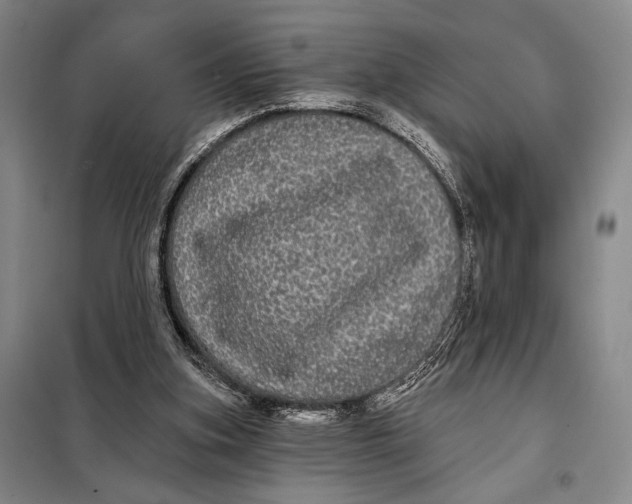 X0000098010155200804181145