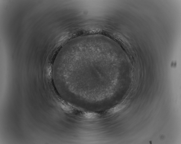 X0000098010336200804181142