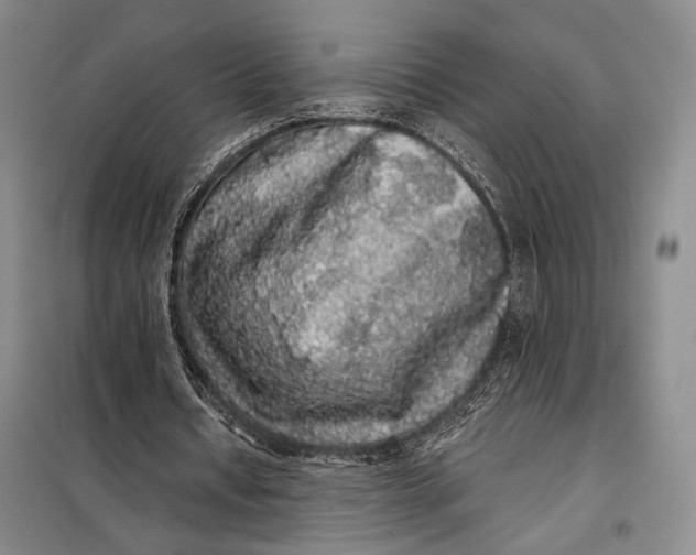 X0000098010434200804181139