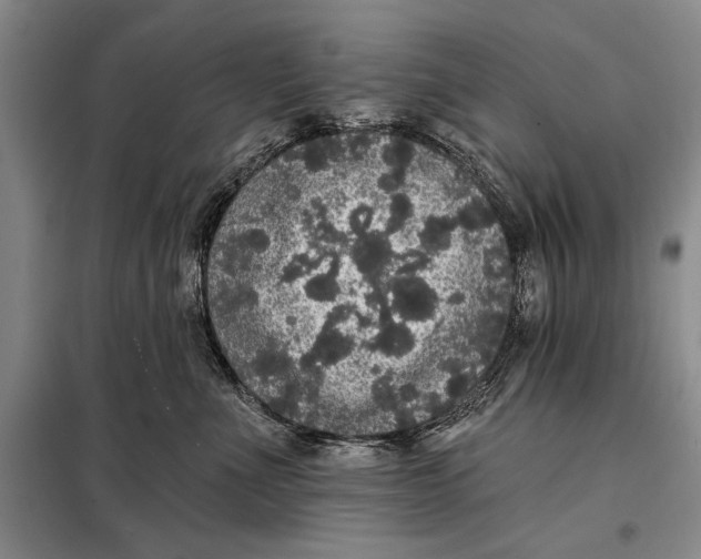 X0000098010523200804181138