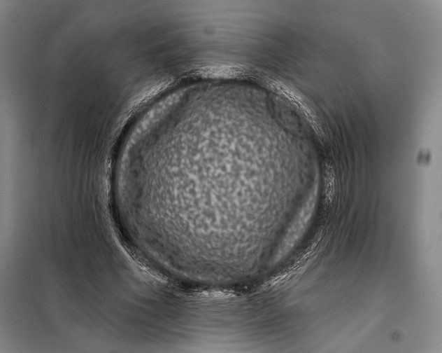 X0000098010586200804181137