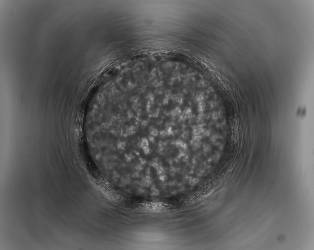 X0000098010695200804181135