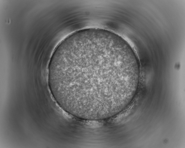 X0000098010807200804181133